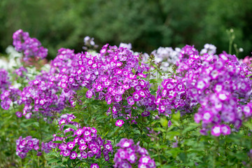 Obraz premium Flowers pink phlox