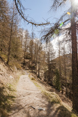 Zermatt, Dorf, Findeln, Findelbach, Wanderweg, Sunnegga, Naturweg, Waldweg, Lärchenwald, Alpen, Schweizer Berge, Wallis, Frühling, Schweiz