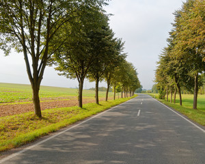 Fototapeta na wymiar scenic route with tree lines in the countryside