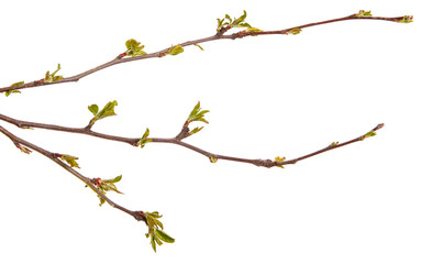 Branch of an apple tree with young leaves isolated on a white background