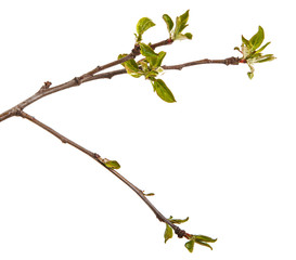 Branch of an apple tree with young leaves isolated on a white background