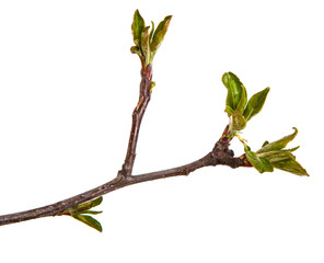 Branch of an apple tree with young leaves isolated on a white background
