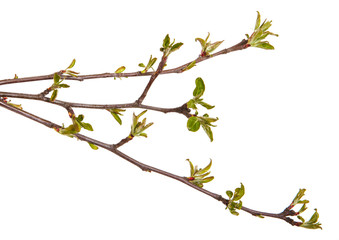 Branch of an apple tree with young leaves isolated on a white background
