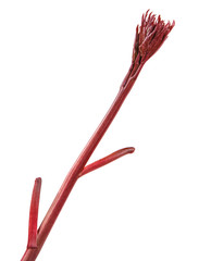 Young peon shoots on white background.