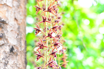 Branch of orchid flowers