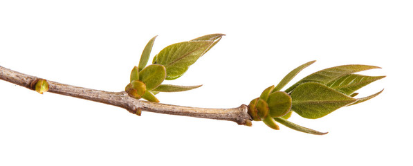 Obraz premium Young green leaves on a lilac branch on a white background.