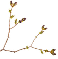 Small uncovered lilac flowers on a branch