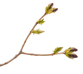 Fototapeta premium Small uncovered lilac flowers on a branch