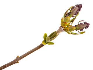 Small uncovered lilac flowers on a branch