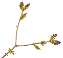 Small uncovered lilac flowers on a branch