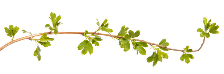 Fototapeta na wymiar A branch of a currant bush with young green leaves. Isolated on white background