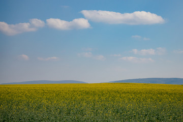 Flower field, beautiful landscape