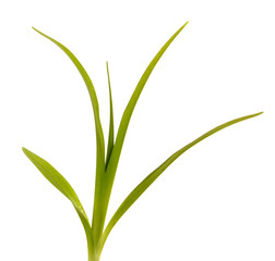 Green leaves of daylily isolated on white background