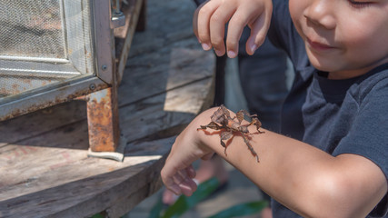 asian boy have leaf insect on his hand.