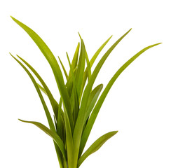 Green leaves of daylily isolated on white background