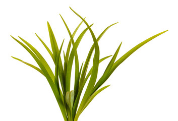 Green leaves of daylily isolated on white background