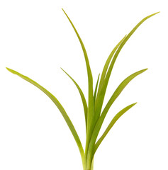 Green leaves of daylily isolated on white background
