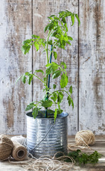 Tomato plant in a tin can at an urban vegetable garden