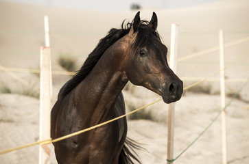 Fototapeta premium The Arabian stallion looks