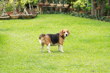 purebred beagle dog looking for somthing, searching and resting in 
lawn at home