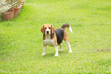 purebred beagle dog looking for somthing, searching and resting in 
lawn at home