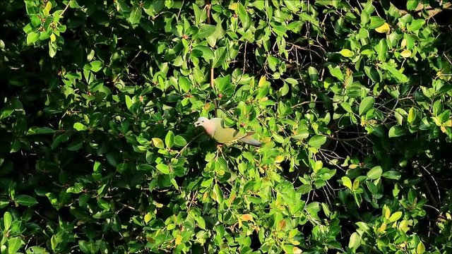 Urban Wild Life, Wild Thick-billed Green Pigeon Enjoy Eating Fruits on a Big Tree in the Afternoon Sunlight, Bangkok, Thailand