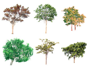  Collection of tree on white background. (for gardening)