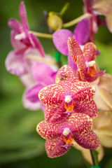 White orchid flower background,Spa flora in nature,Selective focus