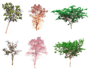  Collection of tree on white background. (for gardening)