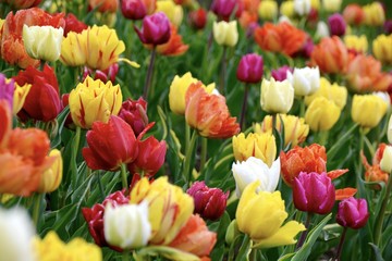 Grußkarte - bunte Tulpen