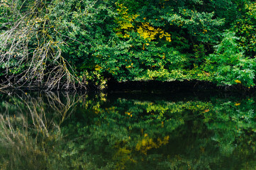 Obraz premium Branches over lake