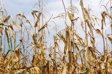 Dried corn stalks