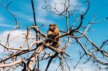 Monkey