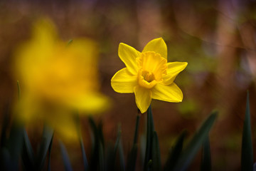 Lovely daffodil blooming in the garden