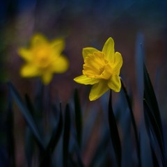 Fototapeta premium Lovely daffodil blooming in the garden