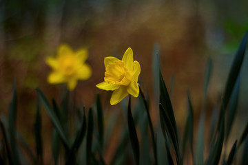 Fototapeta premium Lovely daffodil blooming in the garden