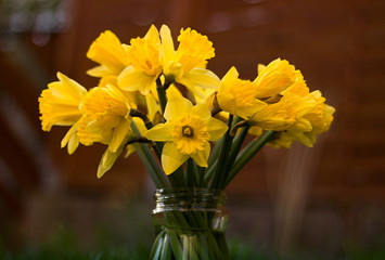 Yellow narcissus in a vase