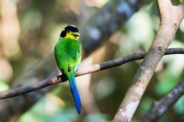 Long-tailed Broadbill