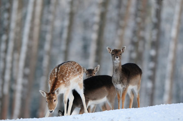 Damwild Rudel, Winter