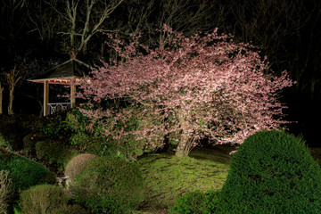 夜桜