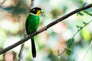 Long-tailed Broadbill