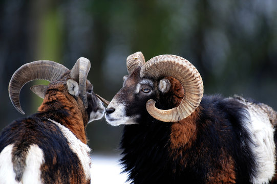 Muffelwild, Mufflon, Widder im Winter