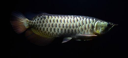 Arowana