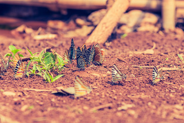  butterfly on ground in the garden.