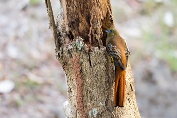 Orange-breasted Trogon