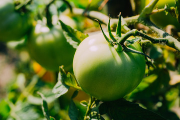 Unripe tomato