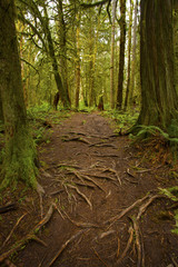 a picture of an exterior Pacific Northwest forest trail