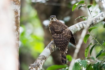 Large Hawk Cuckoo