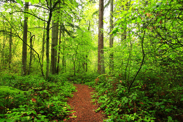 a picture of an exterior Pacific Northwest forest trail