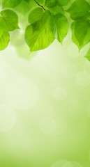 Fototapeta na wymiar Summer Green Wallpaper Background with Leaves